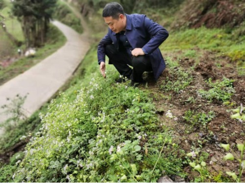 罕见！勉县发现濒危珍稀植物陕西羽叶报春插图2