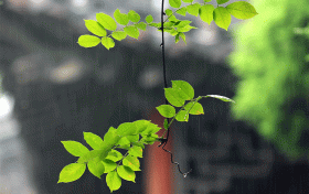 汉中这些地方雨天别有风情，总有一处深得你心！缩略图