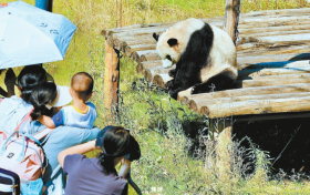 来佛坪，看大熊猫！缩略图