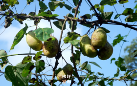 【和美乡村】袁家庄街道王家湾村：八月瓜抢“鲜”上市缩略图